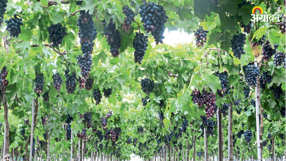 Grape Production | सेंद्रिय घटकांवर भर देत रंगीत द्राक्षाचे दर्जेदार ...
