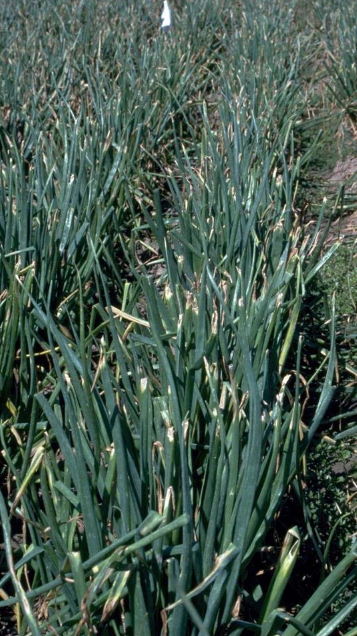Karpa Insect Onion Karpa : कांदा पिकावरिल करपा रोगाचा प्रादुर्भाव कसा ओळखायचा?|How ...