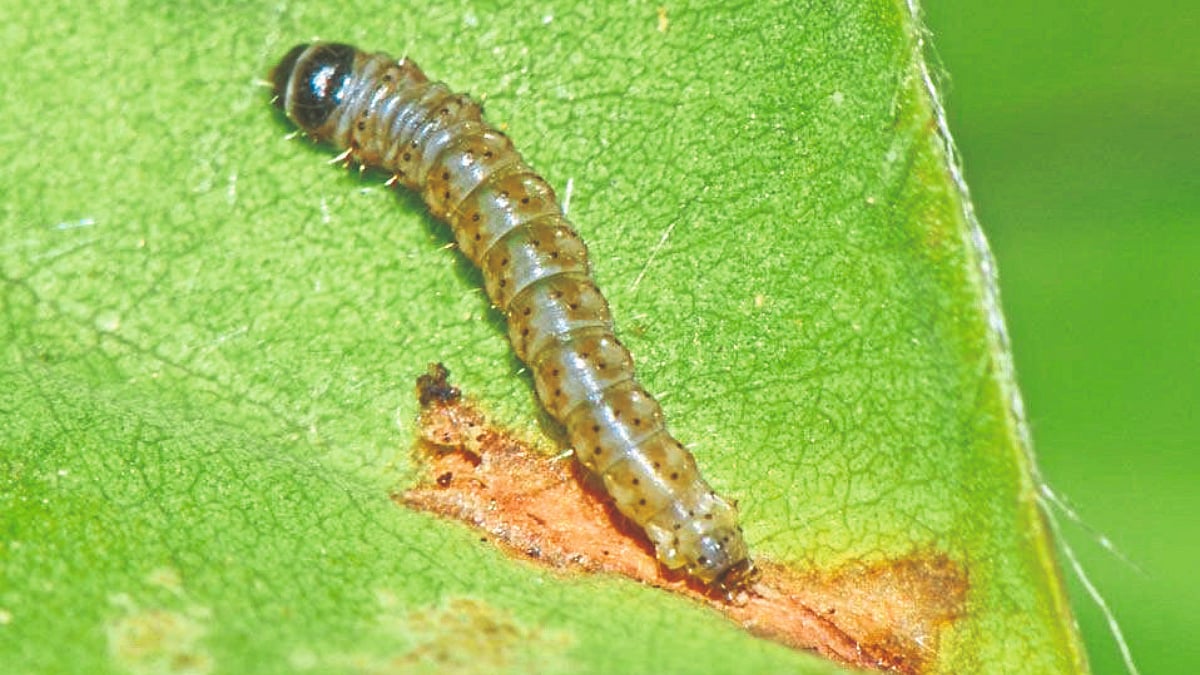 Summer Groundnut Pest Management | उन्हाळी भुईमुगावरील रसशोषक किडींचं ...
