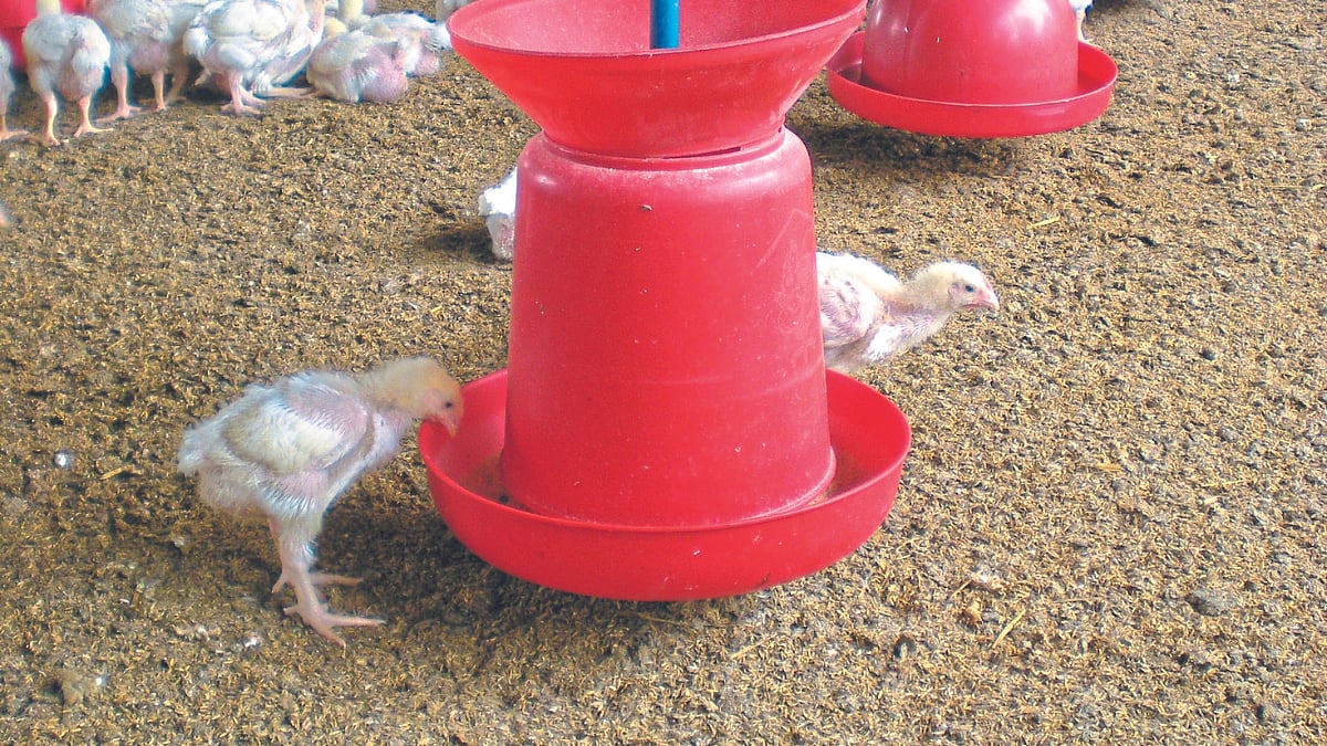Poultry Disease । ब्रॉयलर कोंबडीतील जलोदर । Ascites in broiler chickens