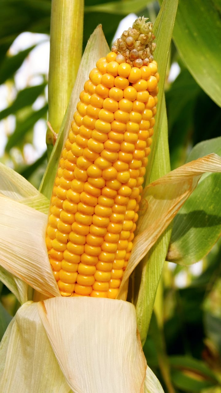maize Rate | मका बाजारात काय घडतंय?| What is happening in the corn market?