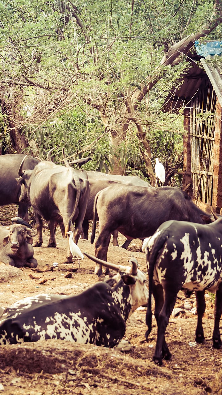 Buffalo Reproduction Management : पावसाळ्यात म्हशींच्या प्रजननातील ...
