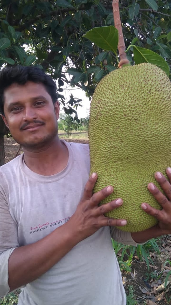 Fanas Sheti| मराठवाड्यात फणस पिकवणारा गणपत!| Ganapat growing fanas in ...