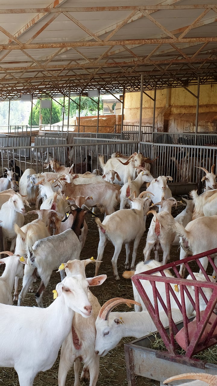 Goat Rearing Difficulties : शेळीपालनात कोणत्या अडचणी येतात?|Goat ...