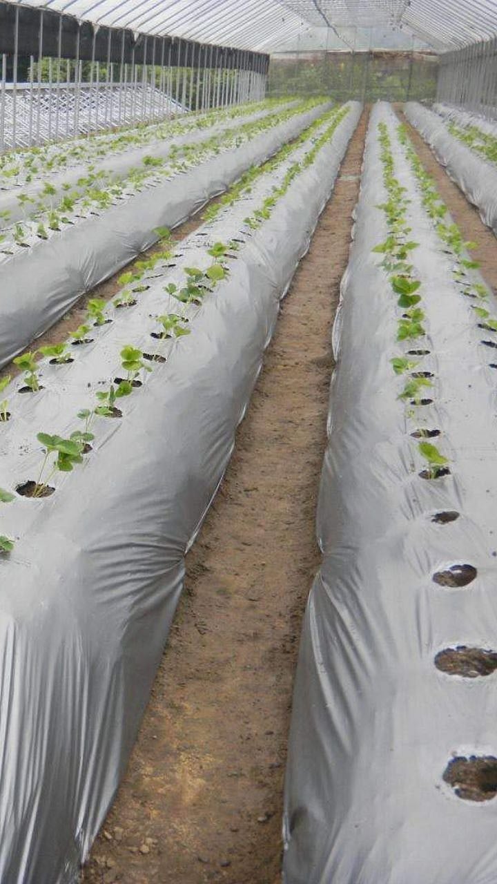 mulching paper benefits farmers will have double earning opportunity ...