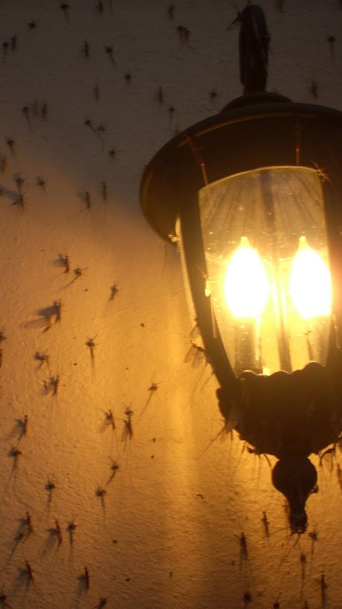 Lingt Insect Light Insect Preventation : पावसाळ्यातील लाईट किडे 'या' प्रकाराने दूर ...