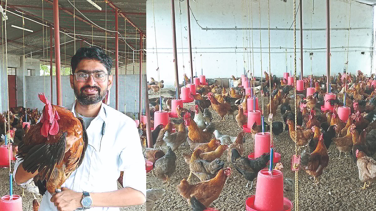 Poultry Business ‘सातपुडा देशी’ कोंबडीचे यशस्वी व्यावसायिक पालन