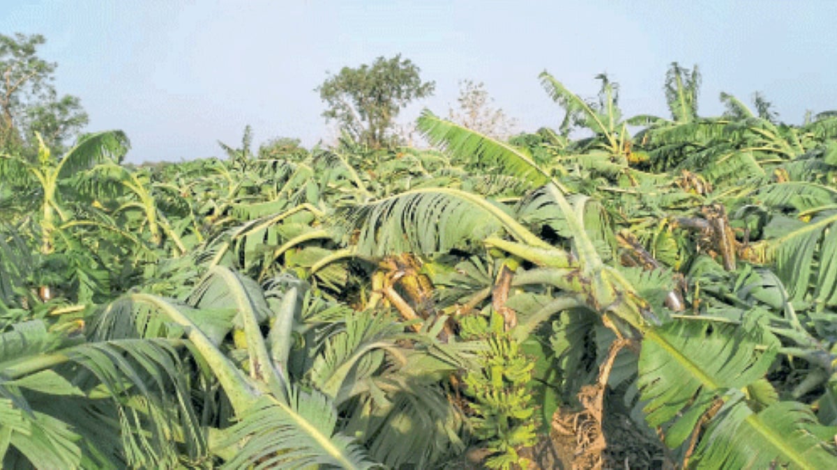 Banana Crop Damage | वादळी पावसाचा केळीला फटका | Damage to banana ...
