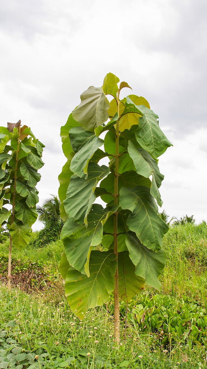 Teak Wood Plantation सागाची लागवड कशी करावी? How to grow teak?