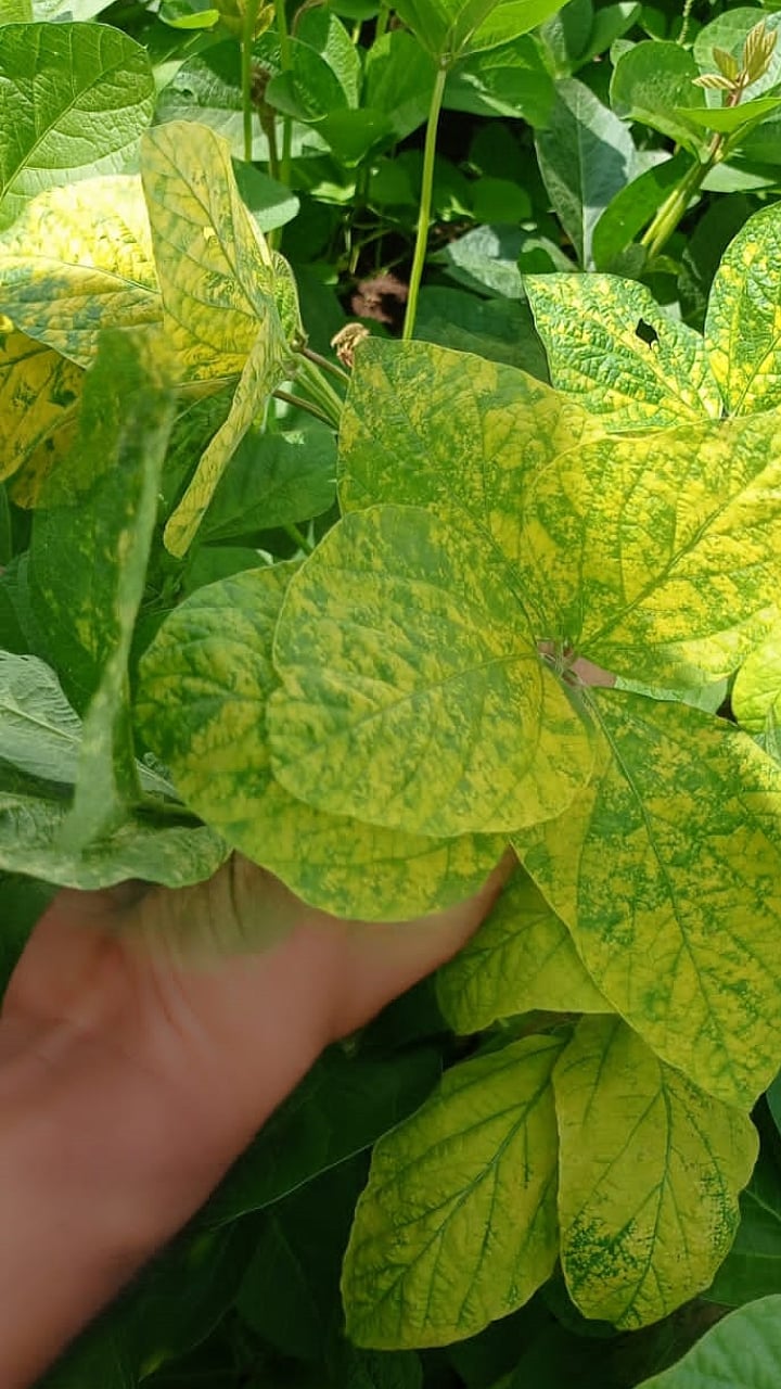 Soybean Disease : सोयाबीन वरिल केवडा रोगाची लक्षणे काय आहेत?|What are ...