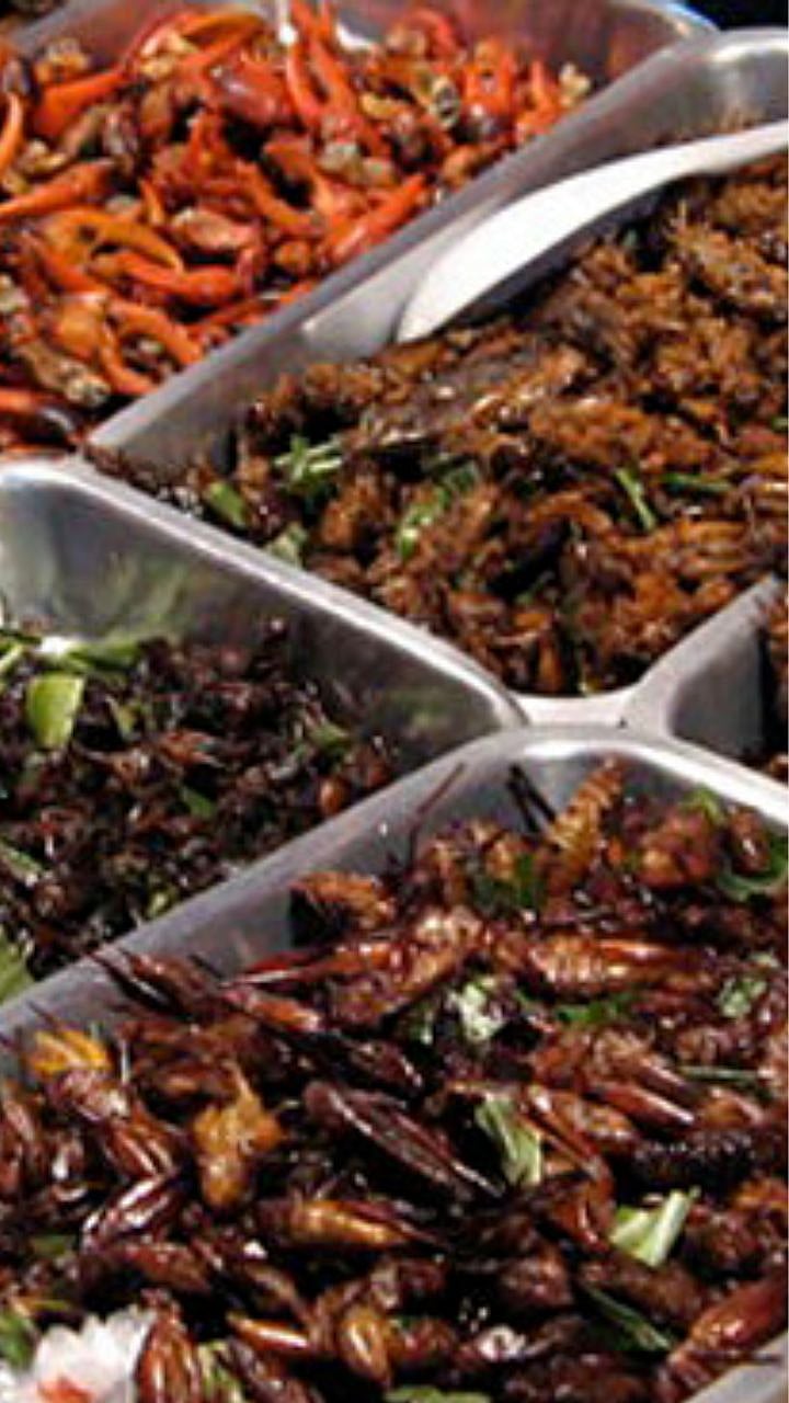 Cockroach Business : 'या' कारणांसाठी 'इथे' केली जाते झुरळांची शेती!