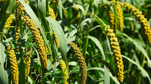 Varai Varai Cultivation : कमी पाण्यात येणाऱ्या वरईची लागवड कशी करावी?| How to ...