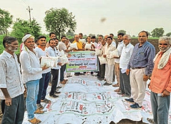 Ajwain Crop ओव्याच्या अधिक उत्पादनासाठी योग्य पद्धतीने लागवड गरजेची