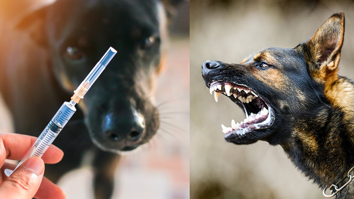 Rabies Disease Control : ‘रेबीज’च्या समूळ उच्चाटनासाठी एकत्र येऊया|Let ...