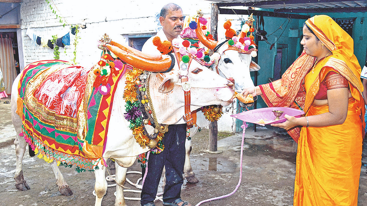 bail-pola-2023-celebrate-pola