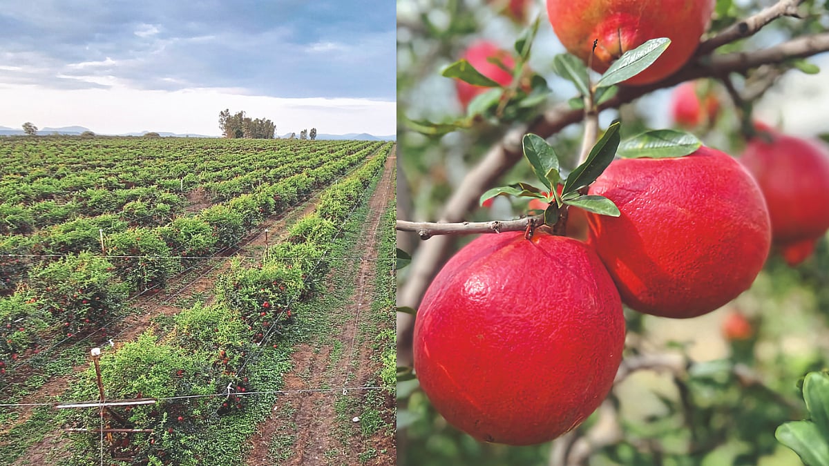Pomegranate Farming आंबिया बहरात राखले सातत्य Ambia blossom