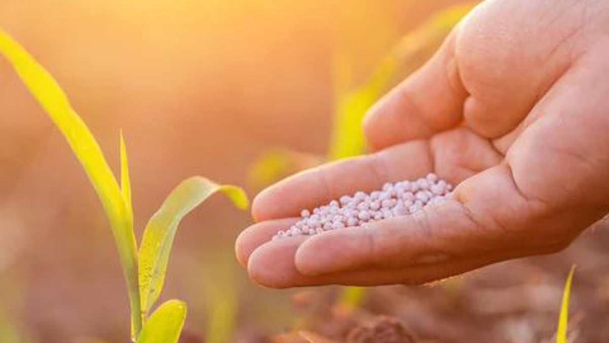 Fertilizer Shortage । यंदा रब्बीत पोटॅशचा तुटवडा नसणार । there will be