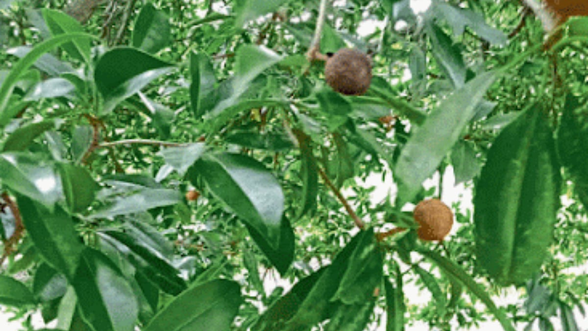 Chiku Disease । बुरशीजन्य रोगामुळे डहाणूत चिकूचे नुकसान । Damage to ...