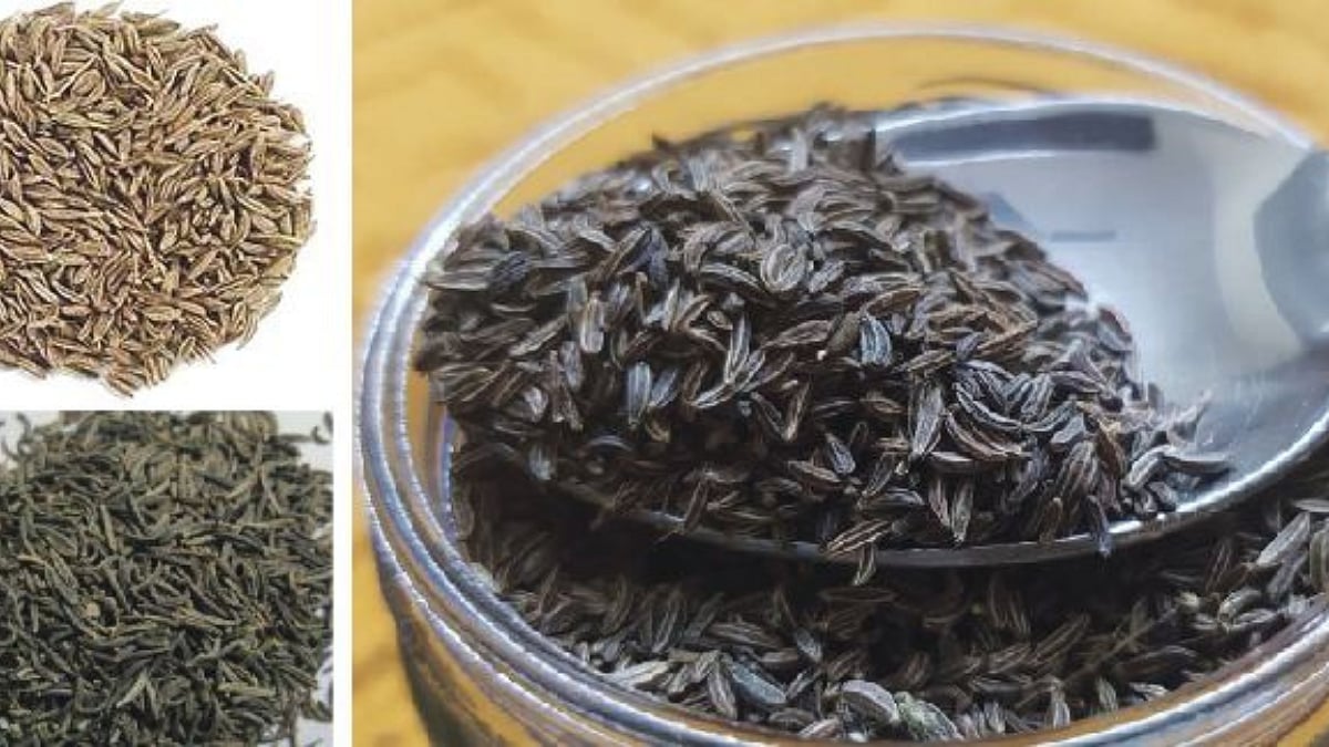 Agriculture Seeds | अकोल्यात वाढतेय काळे जिरे, सोप, ओवा, चिया सीडचे ...