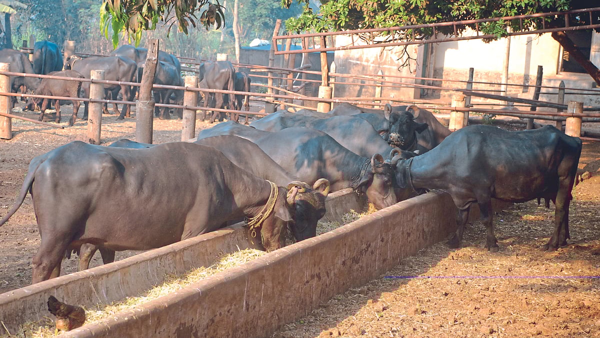 Animal Management । जनावरांचे आहार, आरोग्य व्यवस्थापन । Animal feed and