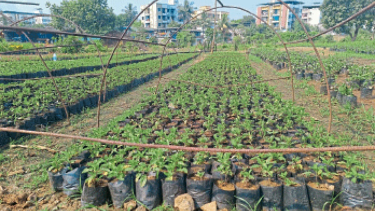 Basil Production तुळशीच्या रोपांमुळे वांगणीचे डोणेगाव चर्चेत Donegaon became famous because