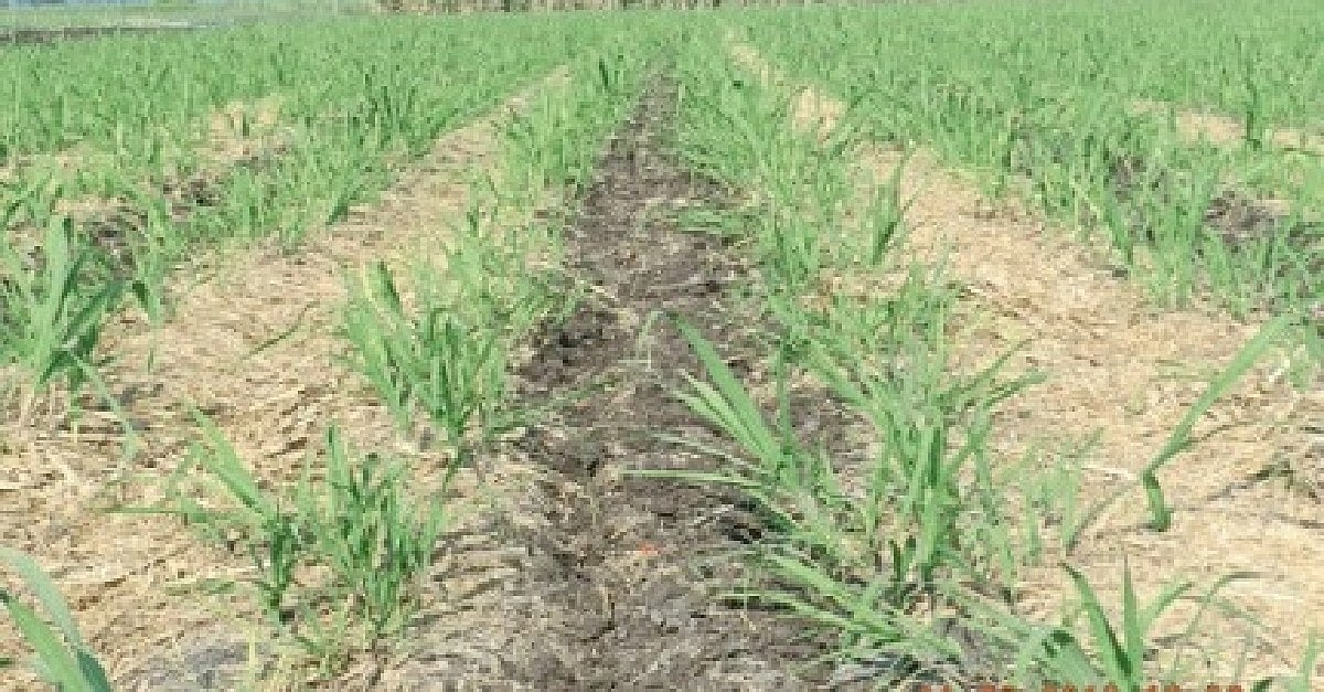 Sugarcane Weed Control उसामधील लव्हाळा तणाचे व्यवस्थापनManagement of