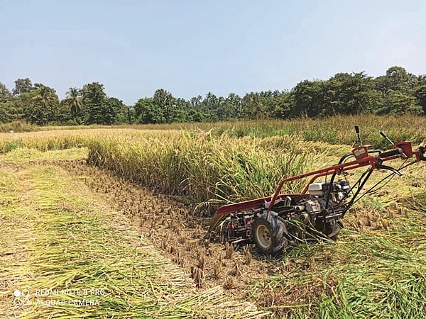 Paddy Harvesting : मुळशीत भात काढणीसाठी यांत्रिकीकरणाचा वापर; भात ...