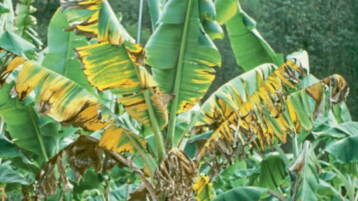 Banana Disease केळीमधील फ्युजारियम मर रोगाचे नियंत्रण Control of
