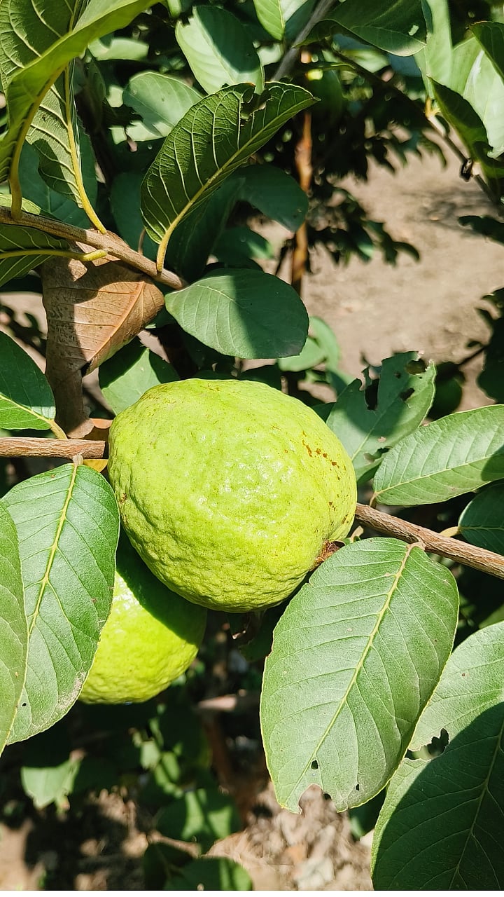 Benefits Guava | पेरू खाण्याचे फायदे काय?| What are the benefits of ...