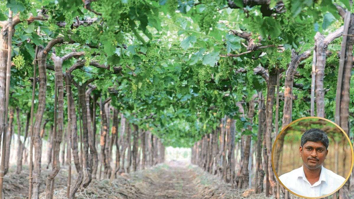 Grape Farming News म्हेत्रे घेताहेत निर्यातक्षम रंगीत द्राक्षांचे