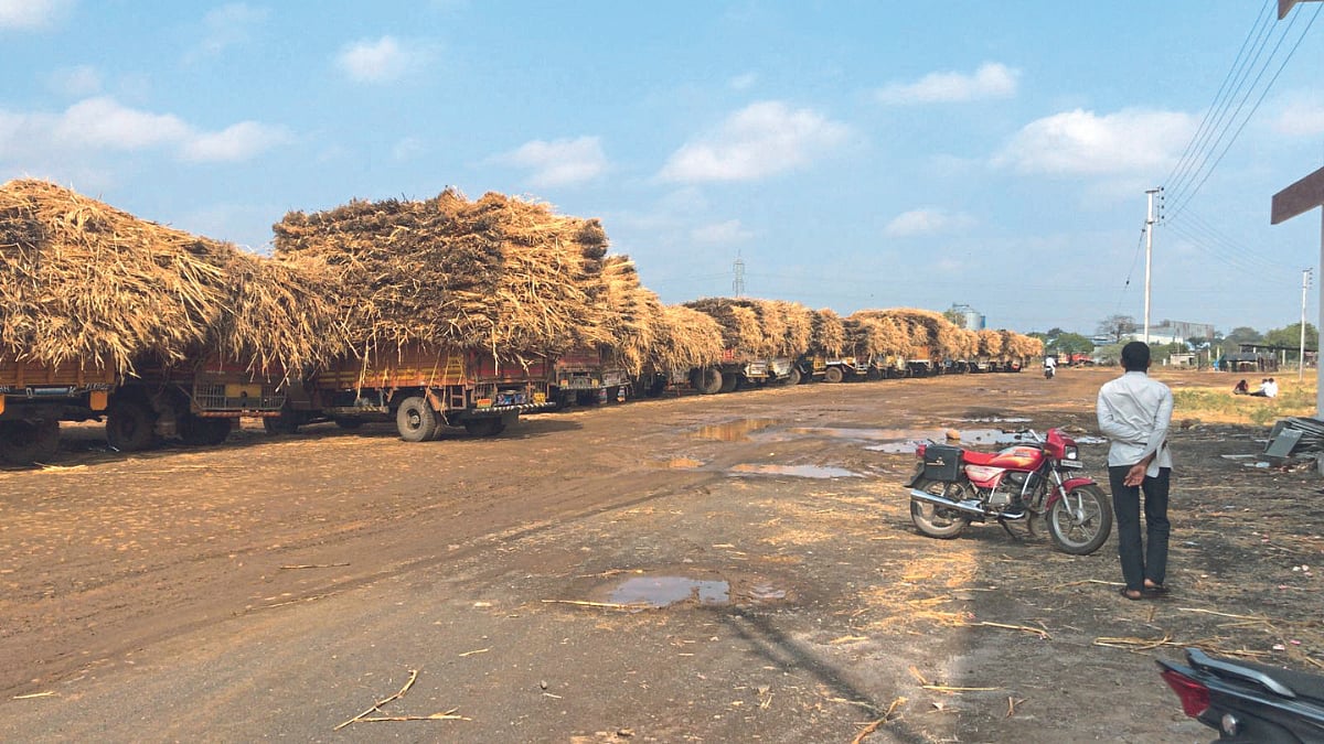 Jowar Fodder Rate । बार्शीचा ज्वारी कडबा खातोय राज्यात ‘भाव’ । Barshi's ...