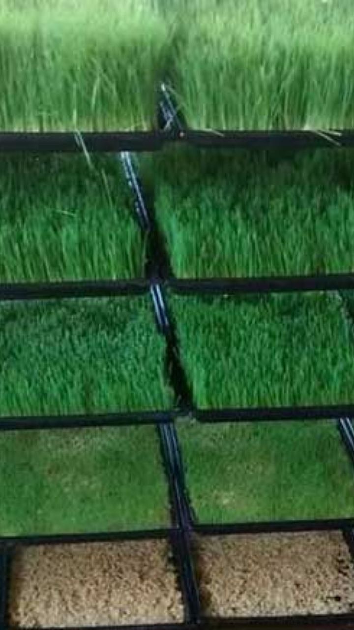 Hydrophonics Fodder : चारा टंचाईत हायड्रोपोनिक्स चाऱ्याचा पर्याय ...