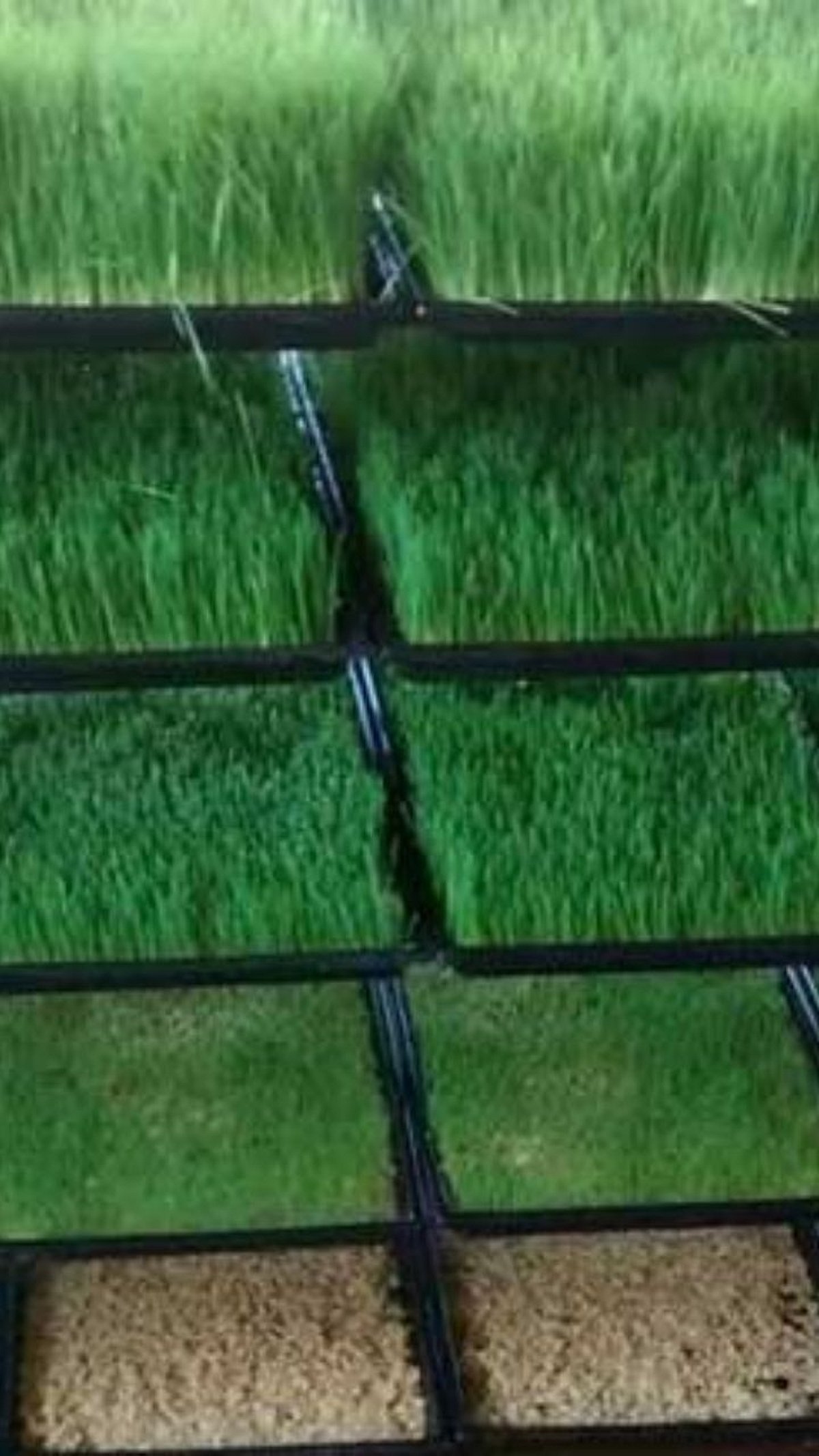 16+ Hydroponic Fodder Moisture Content Percentage Hydrophonics Fodder : चारा टंचाईत हायड्रोपोनिक्स चाऱ्याचा पर्याय
