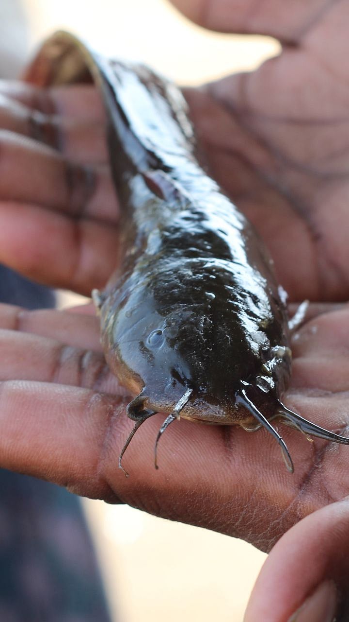 Mangur Fish : मागूर माशांवर बंदी का आहे?|Why is Magur fish banned?