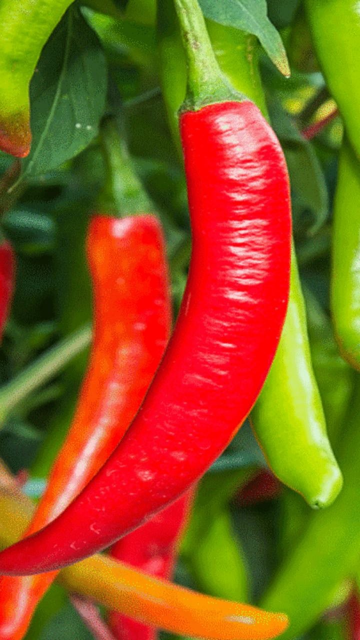 Red Chilli | लाल मिरचीला बाजारात किती दर मिळतोय? | How much price is ...