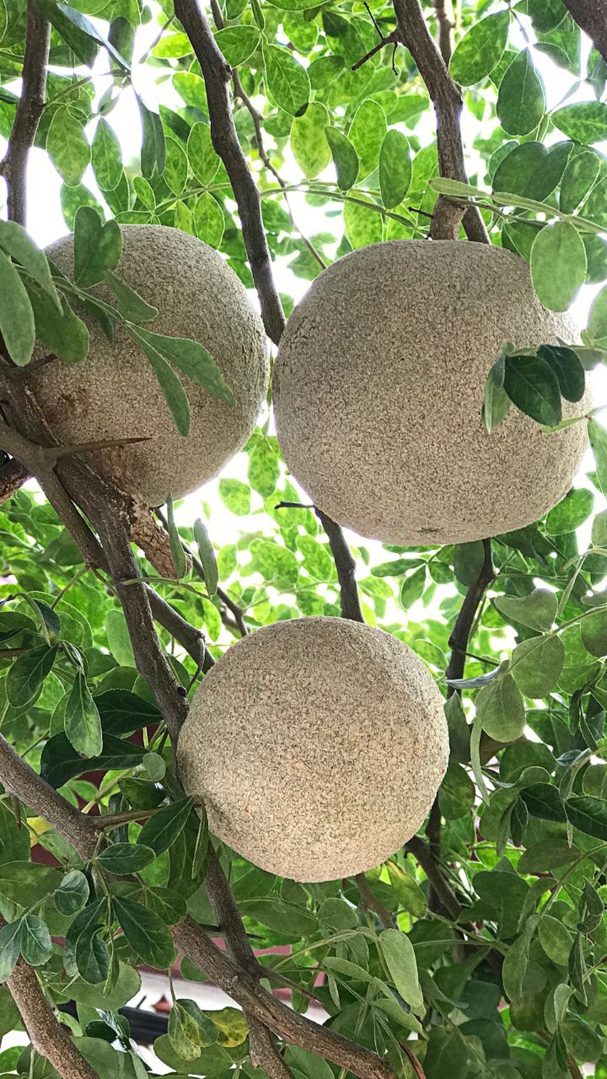 Wood Apple Benefits : आरोग्यदायी कवठ खाण्याचे फायदे |Benefits of eating ...