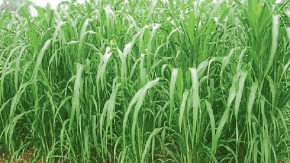 Fodder Storage । हिंगोली जिल्ह्यात जनावरांसाठी मुबलक चारा । Abundant ...