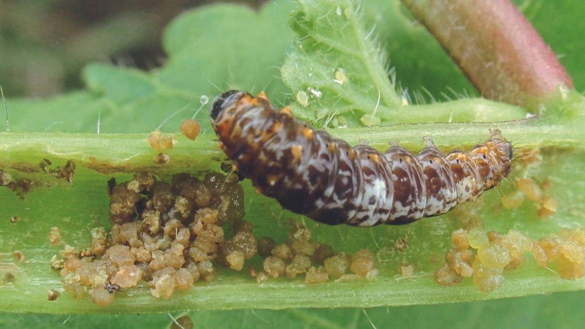 Bhendi Pest : भेंडीवरील शेंडा, फळे पोखरणाऱ्या अळीचे एकात्मिक व्यवस्थापन ...