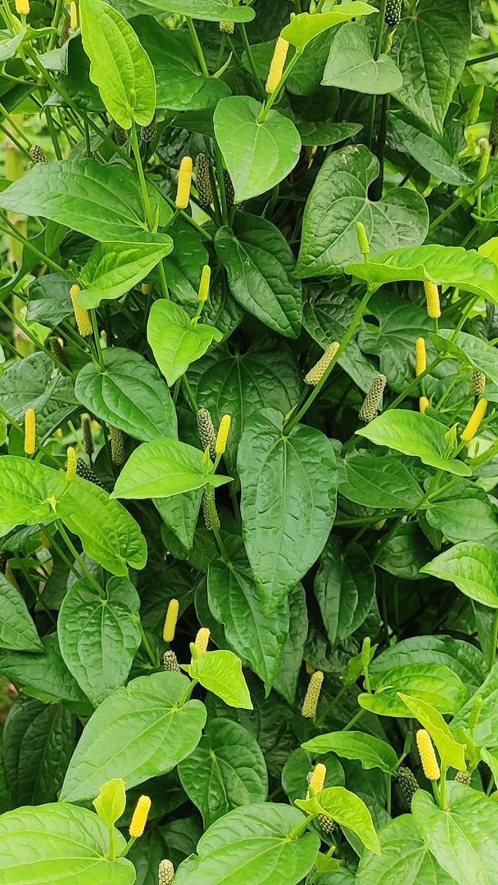 Panpimpali Farming । सातपुड्यात शेतकऱ्यांनी जपलाय औषधी पानपिंपळीचा ...