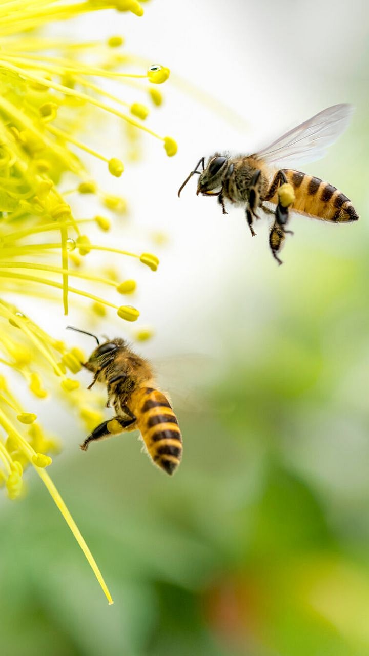 Bees| मध देणाऱ्या मधमाशी संबंधित 'ही' मनोरंजक माहिती; जाणून घ्या ...