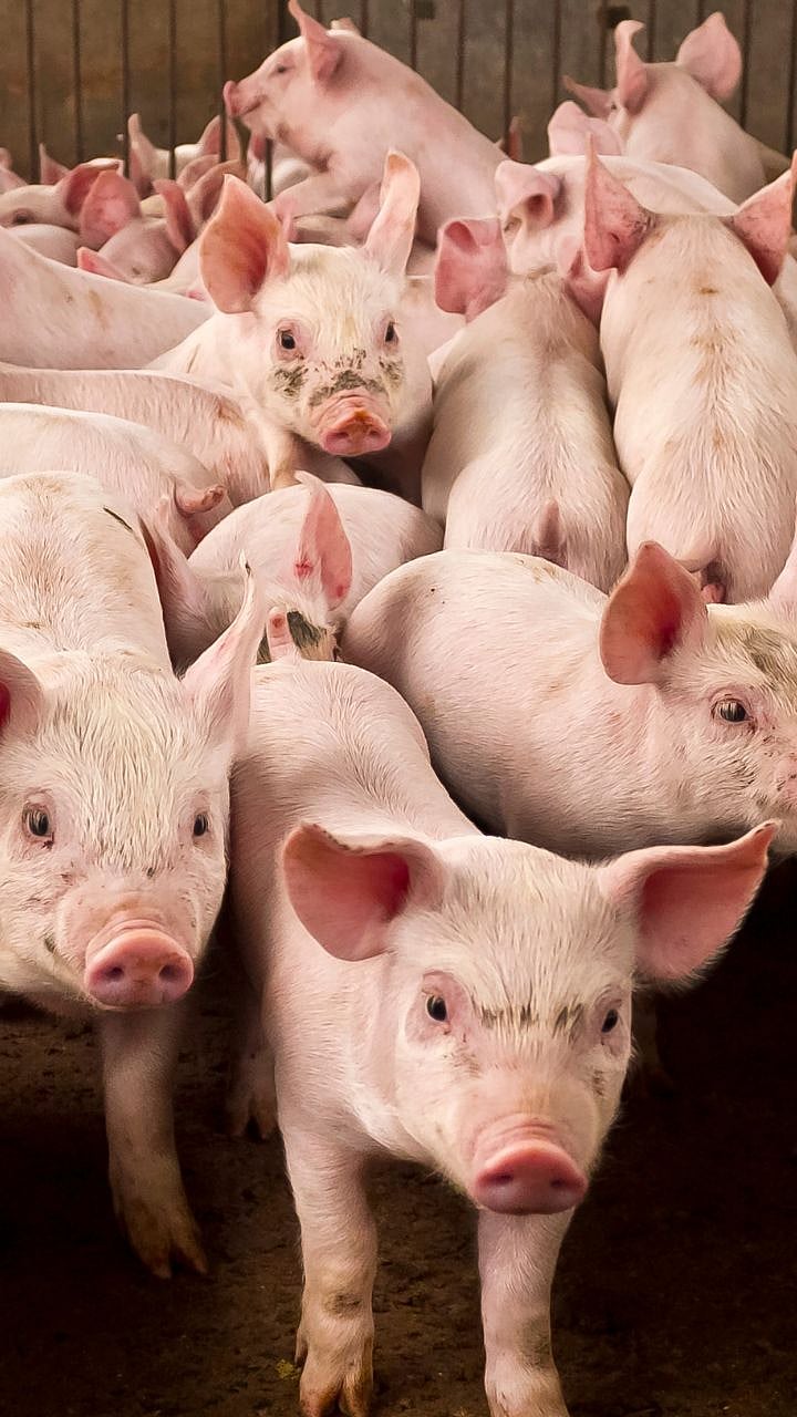 Pig Farming : ओळखा वराह पालनातील संधी|Identify opportunities in Pig farming
