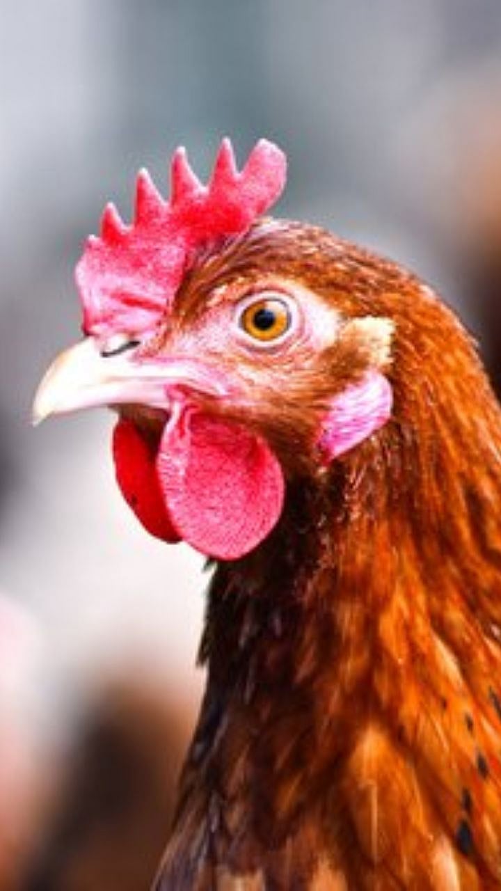 Chicken Disease | कोंबड्यांतील फाउल कॉलरा आजाराची काय आहेत कारणे? |What ...