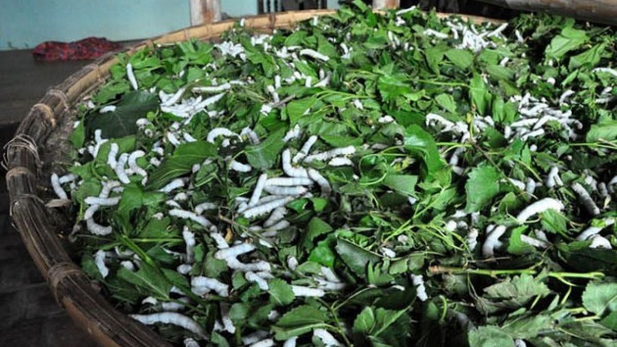 Sericulture Farming | रेशीम शेतीतून रोजगारनिर्मिती | Employment ...