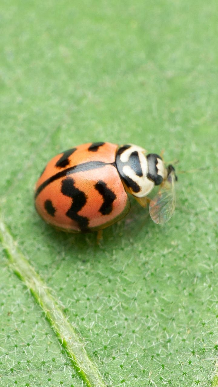 Lady Bird Beetle : रस शोषक किडीर जगणारा ढाल किडा|Friend insect Lady ...