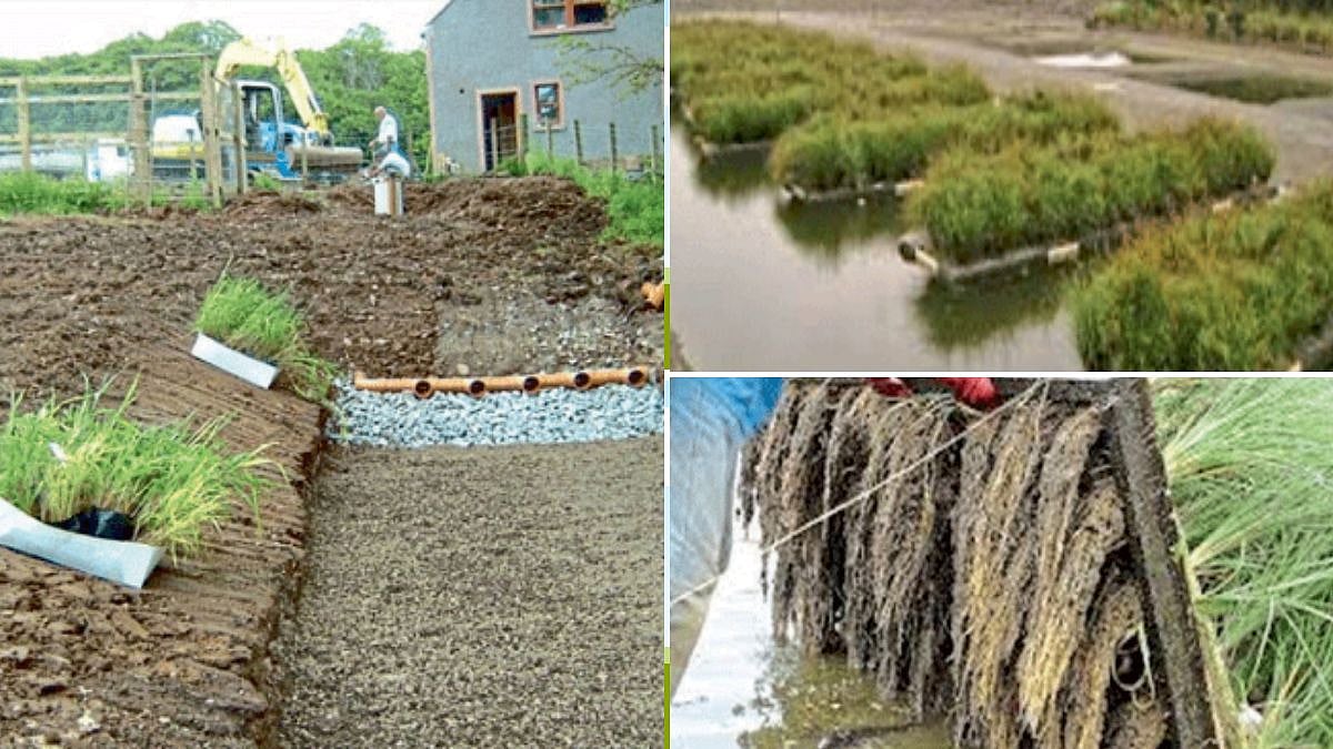 Waste Water Treatment | सांडपाणी प्रक्रियेसाठी रीड बेड पद्धत | Reed bed ...