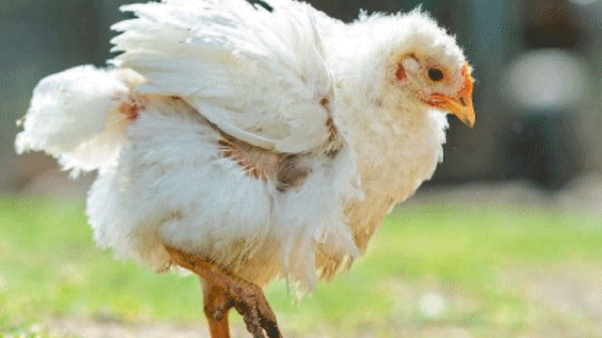 Poultry Disease | कोंबड्यांतील ‘फाउल टायफॉईड'चे नियंत्रण | Control of ...