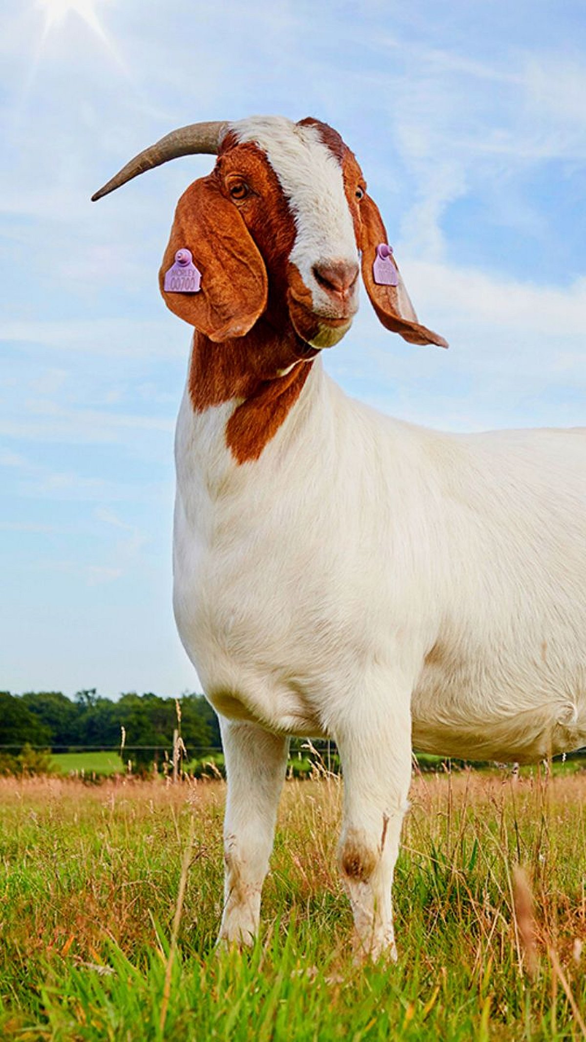 Goat Breed । दà¥à¤§ à¤à¤¤à¥à¤ªà¤¾à¤¦à¤¨à¤¾à¤²à¤¾ दमदार शà¥à¤³à¥à¤¯à¤¾à¤à¤à¥à¤¯à¤¾ 'या' à¤à¤¾à¤¤à¥ । Most milk producing goat breeds