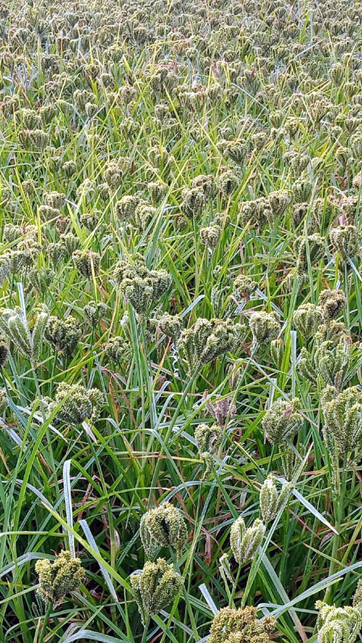 Summer Ragi Fodder : जनावरांसाठी पौष्टिक उन्हाळी नाचणीचा चारा ...