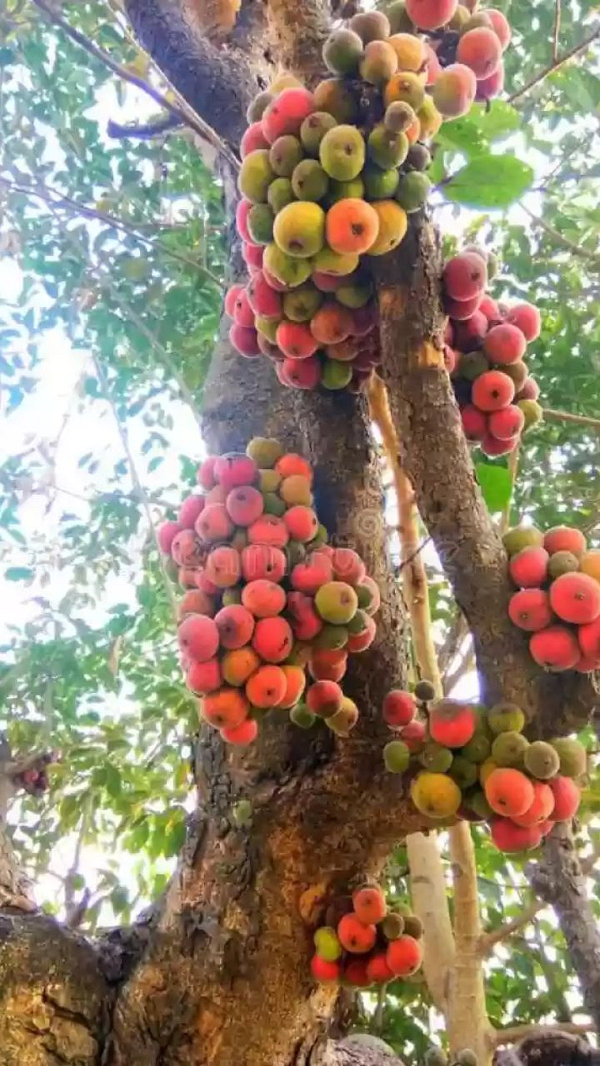 Umbar Tree | 'हे' झाडं म्हणजे आहे औषधी गुणांचा खजाना!|Umbra trees are a ...