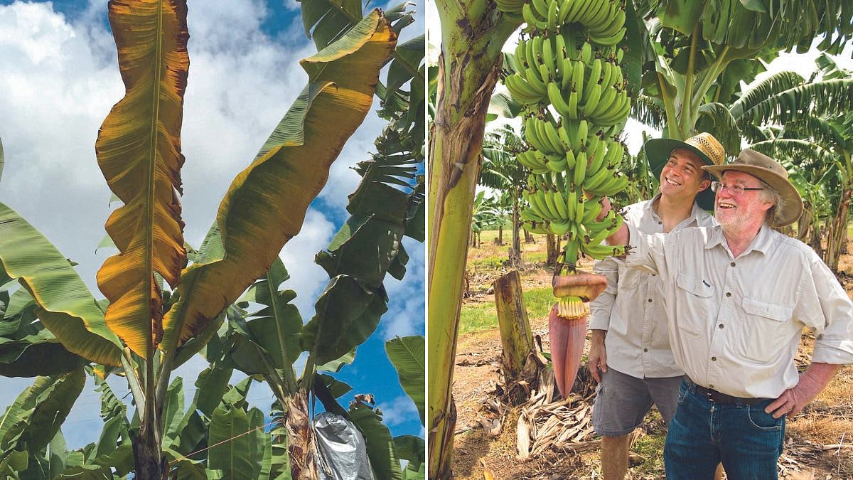 Banana Variety | केळीची जगातील पहिली जीएम जात विकसित | World's first GM ...